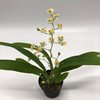 oncidium twinkle white strong 